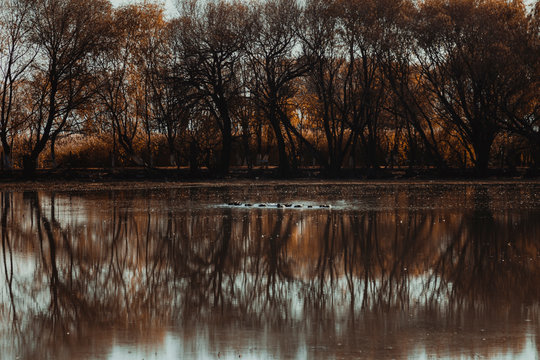 reflection of trees in water