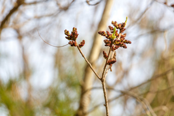 New shoots on the tree