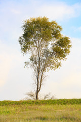 Lonely tree in a meadow