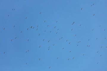 Flock of a storks flying in a blue sky