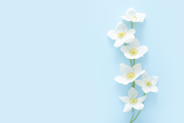 Spring white flowers on blue background with copy space. Top view