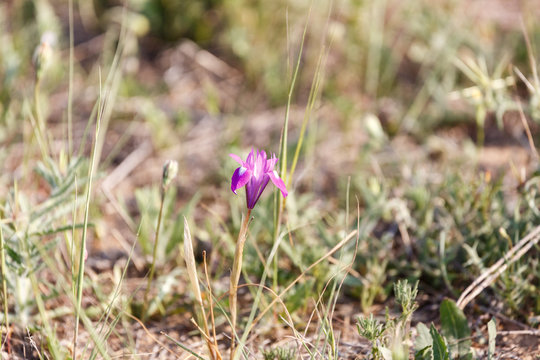 One purple iris flower