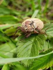 Chafer
