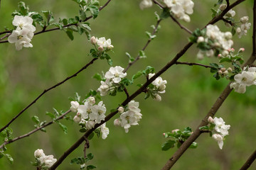Flowering apple tree