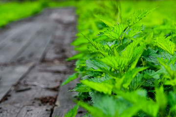 Green nettle herb on the black wood road