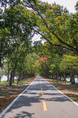 Road through and trees in park.