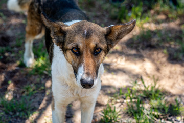 A stray neutered dog with a chip in its ear. Portrait of a sad mongrel close-up. Abandoned lone pet on the grass in a summer Park looks at the camera.