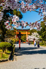 青空の宇佐神宮で見つけた満開の桜【大分県】