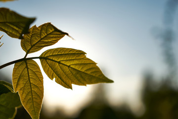 autumn leaves in sunlight