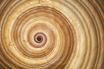 background with typical spiral of a mollusk