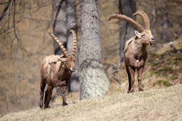 Stambecchi 02 © Luca