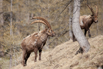 Stambecchi 04 © Luca