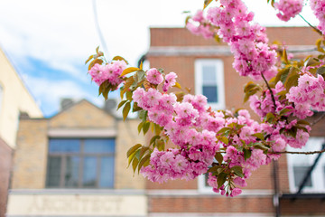 Branch of Beautiful Pink Cherry Blossom Flowers during Spring in front of Old Brick Buildings in Astoria Queens New York