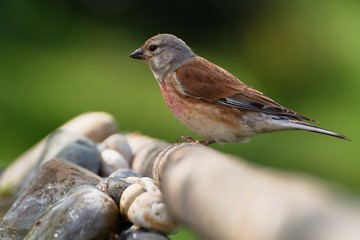  Linnet, Carduelis cannabina, male with single leg at a bird's watering hole.  Czechia. Europe.