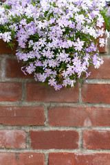 Background of Beautiful Purple Flowers on a Red Brick Wall during Spring