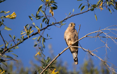 Female common kestrel (Falco Tinnunculus) perched on a branch