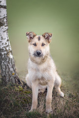 portrait of happy cute puppy with foliage bokeh background head shot of smile dog with colorful spring leaf at sunset with space for text