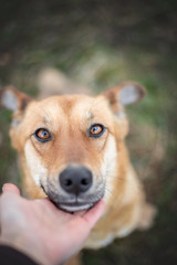 portrait of happy cute puppy with foliage bokeh background head shot of smile dog with colorful spring leaf at sunset with space for text