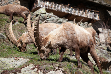 Stambecchi 09 © Luca