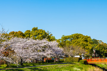 青空の宇佐神宮で見つけた満開の桜【大分県】
