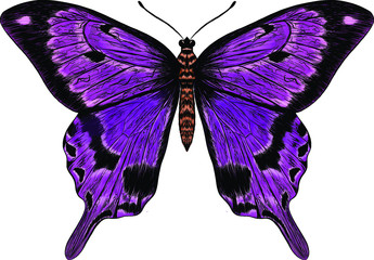 butterfly purple Morph fabulous beautiful