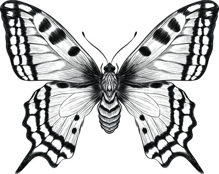 monarch butterfly black and white coloring