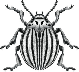 Colorado beetle black and white pest