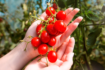 Red ripe tomatoes on a stalk in a greenhouse with hand. Harvesting tomato, vegetable on a sunny day.