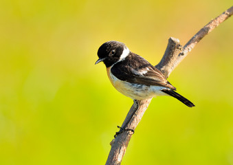 tarabilla macho en una rama con fondo verde muy iluminado (Saxicola rubicola) Marbella Andalucía España	