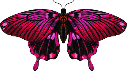 butterfly Papilio maackii crimson black © Снежана Дашкевич