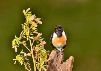 tarabilla macho contando en un tronco en primavera (Saxicola rubicola) Marbella Andalucía España	