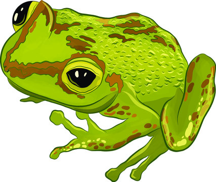 a Jolly good frog green