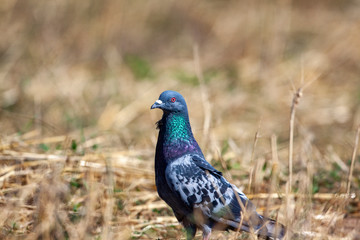 Rock Dove (Columba livia) in park