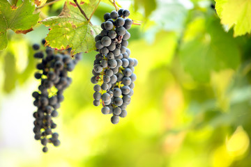 Clopse up of ripening grape fruit on vine branches in summer garden.