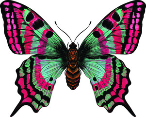 butterfly morpho Menelaus crimson turquoise