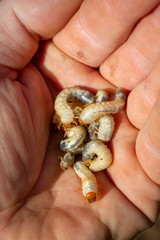 Many Scarab beetle larva, larvae or Grubs (Scarabaeidae) of the Chafer beetle, Cockchafer or Rose beetles in the hand.