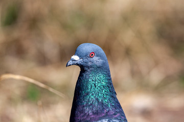 Rock Dove (Columba livia) in park