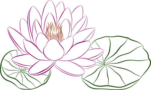 contour lilies for painting children vector