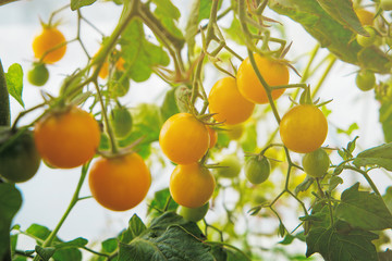 Yellow ripe tomatoes on a stalk in a greenhouse. Harvesting tomato, vegetable on a sunny day.