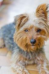 Closeup portrait of a yorkshire terrier with one ear up and one down