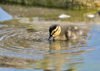 pato pequeño ánade azulón en el estanque del parque Mallard (Anas platyrhynchos) Marbella...