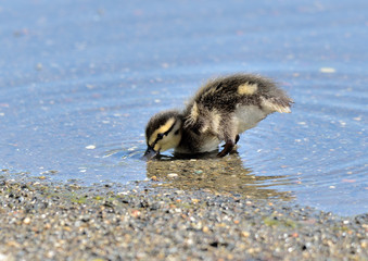 patito en la orilla del estanque (Anas platyrhynchos) Marbella Andalucía España	