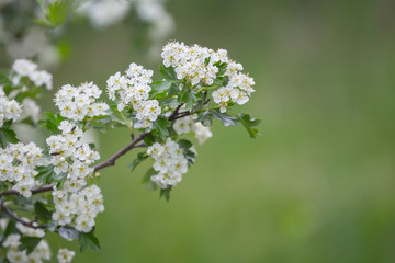 closeup tree branch in a blossom, outdoor forest scene