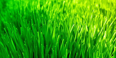 Fototapeta na wymiar Close-up panoramic image of green grass for background. Selective focus