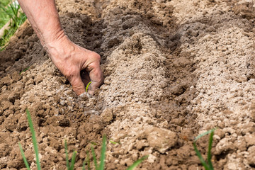 Hands of an elderly woman plant seeds on a farm on a spring day