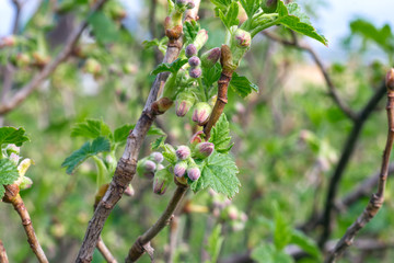 Currant bush branch close-up during flowering.