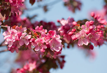 pink cherry blossom