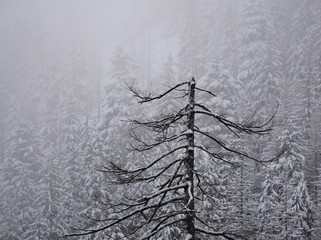 Górski las zimą - obrazy, fototapety, plakaty