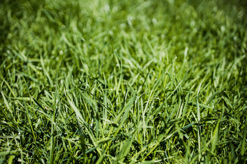 wiese_gras_hoch