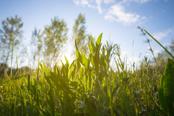 Obraz premium closeup green grass in a light of evening sun, summer forest glade scene